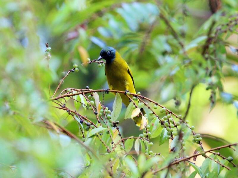 Bulbul Cabecinegro, Fotos 4