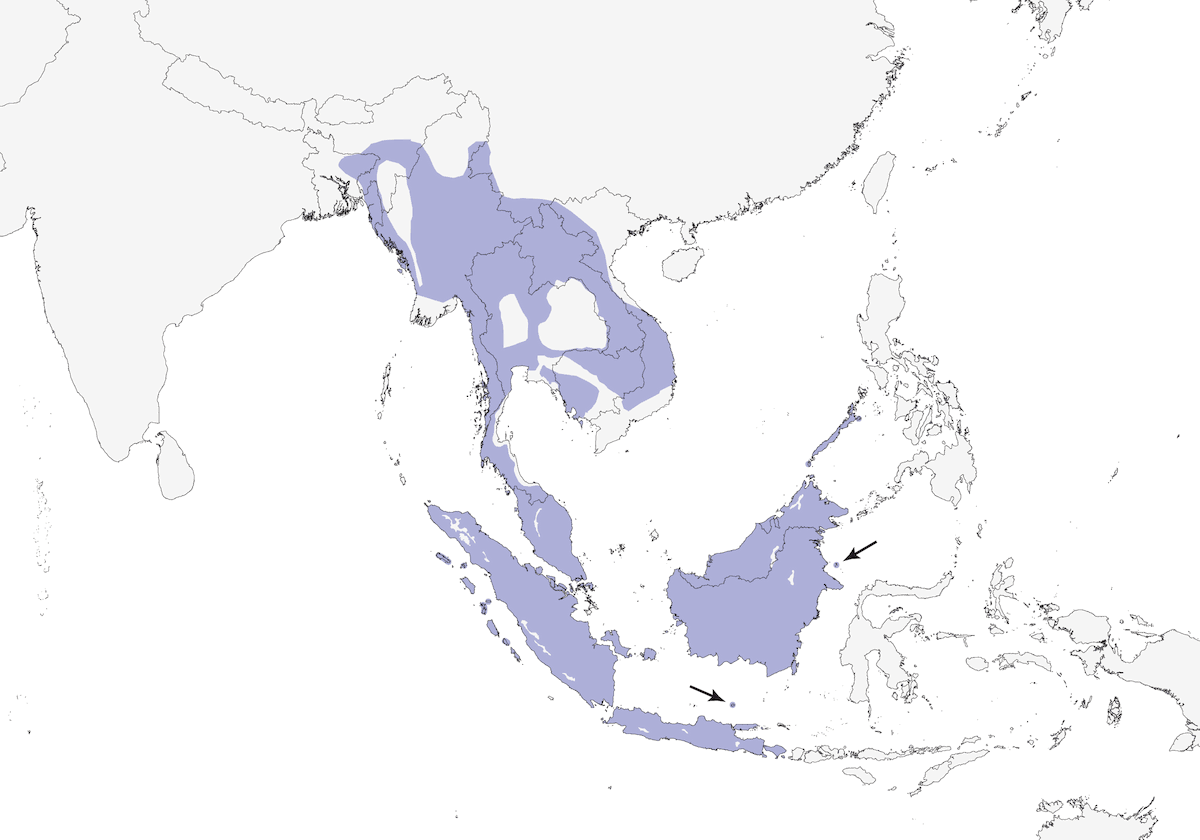 Bulbul Cabecinegro, Distribución 1