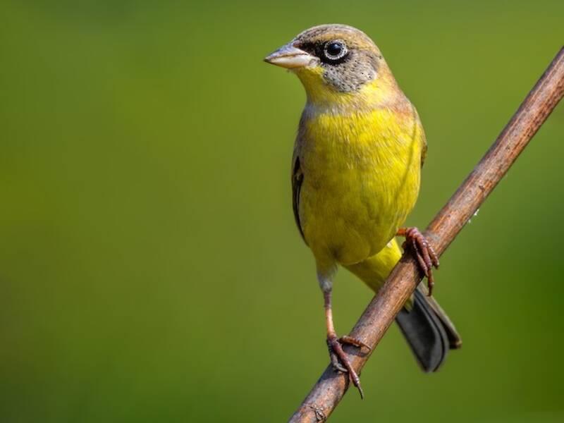 Zigolo capinero, Foto 3