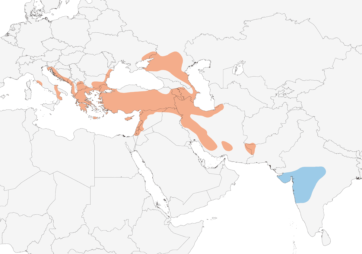 Zigolo capinero, Distribuzione 1
