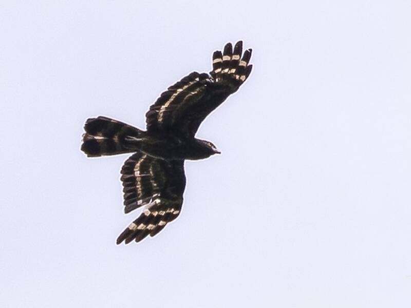 Orient-Wespenbussard, Fotos 2