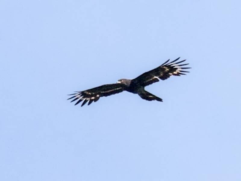 Orient-Wespenbussard, Fotos 3