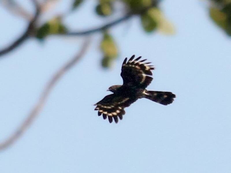 Black Honey-buzzard