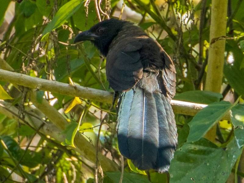 Black-hooded Coucal, 照片 3
