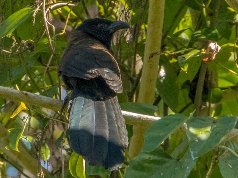 Black-hooded Coucal, 照片 2