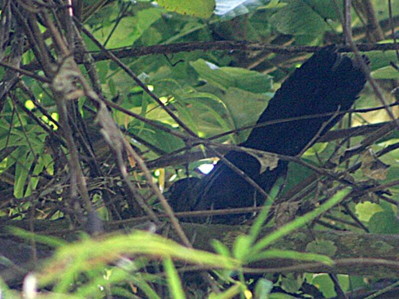 Black-hooded Coucal, 照片 4