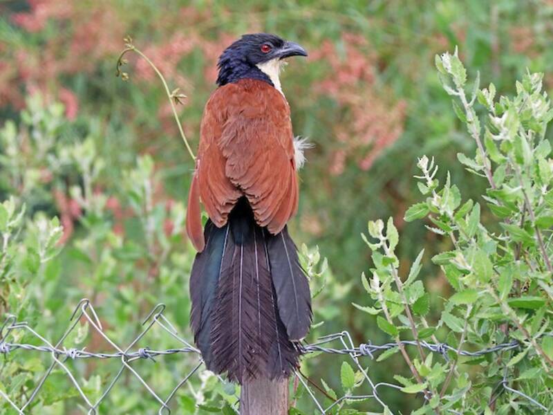 Coucal à tête bleue