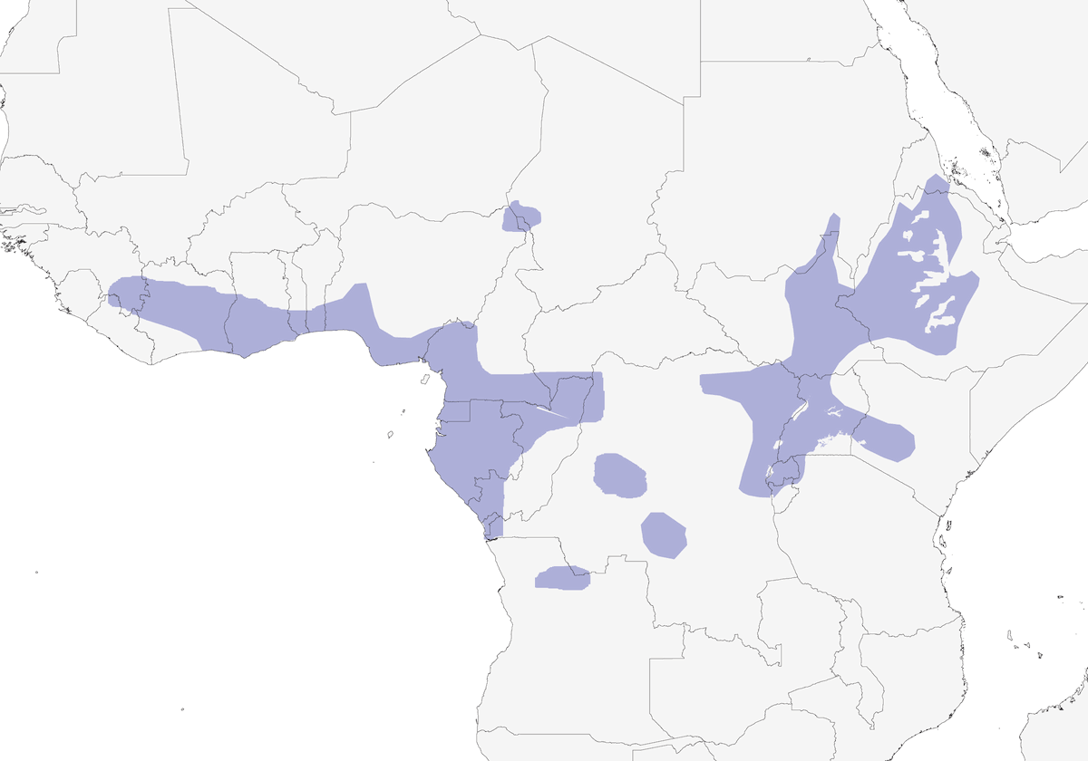 Cucal testablu, Distribuzione 1