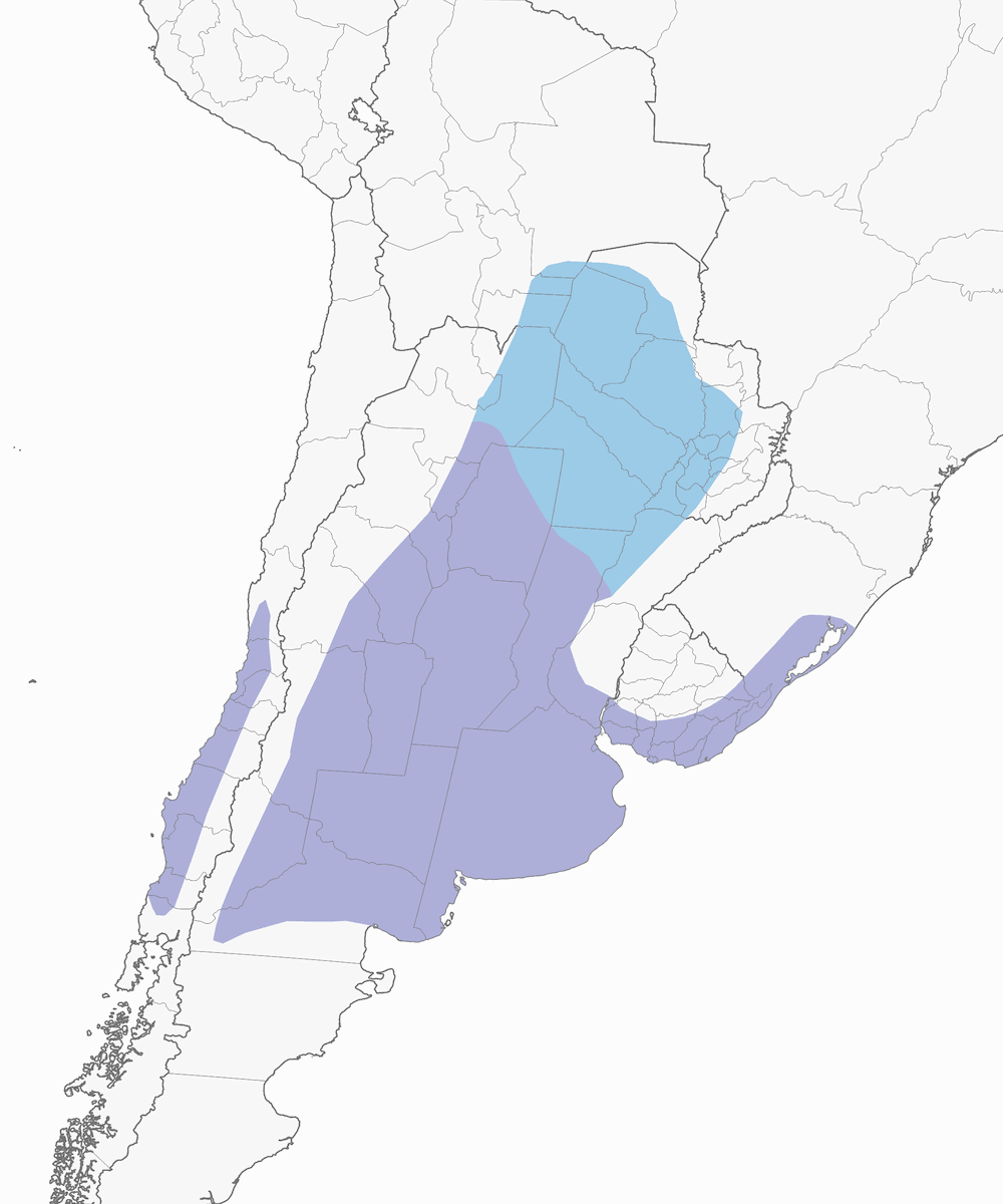 Anatra testanera, Distribuzione 1