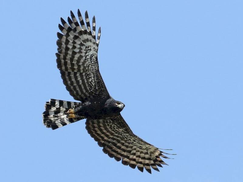 Aigle tyran, Photos 2