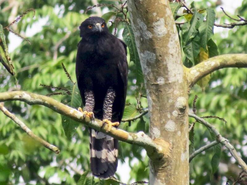 Aigle tyran
