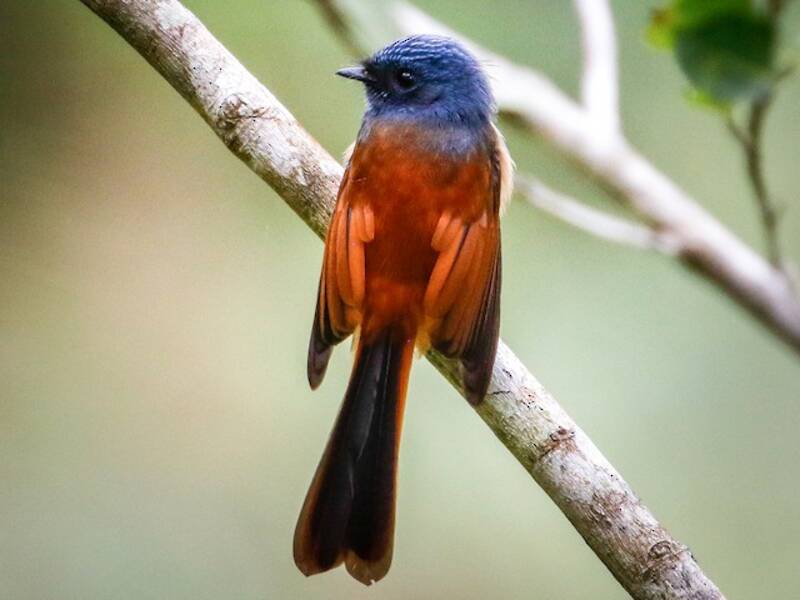 Blue-headed Fantail