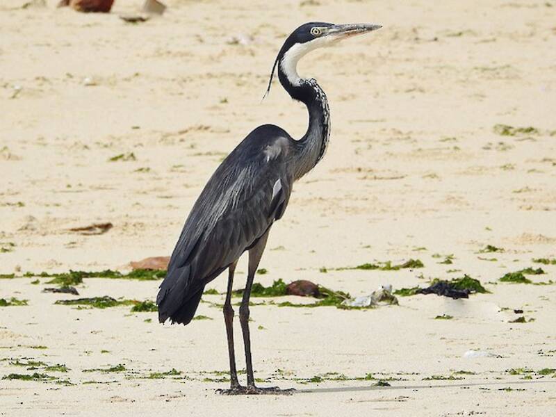 Garza cabecinegra, Fotos 3