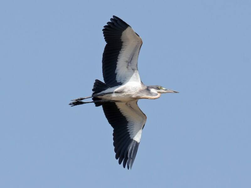 Garza cabecinegra