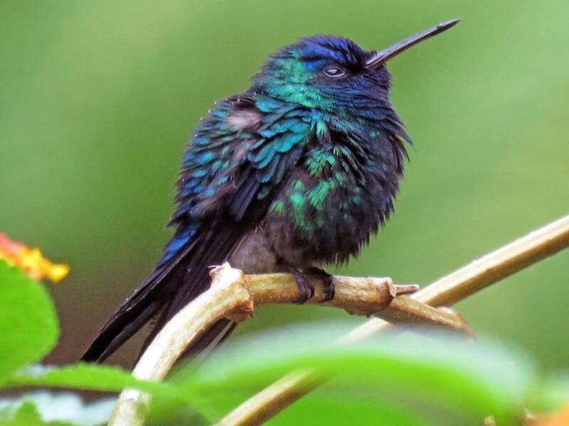 Blaukehlkolibri, Fotos 4