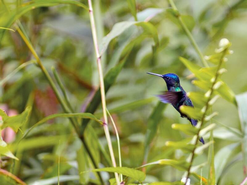 Blue-headed Hummingbird