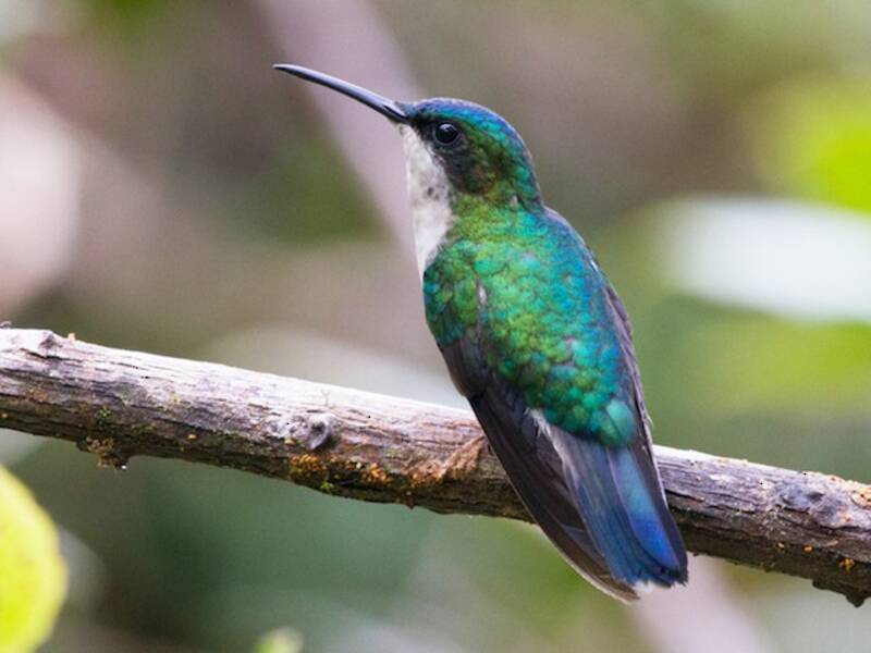 Blaukehlkolibri, Fotos 3