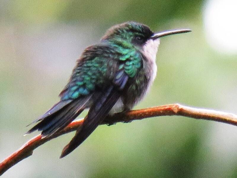 Blaukehlkolibri, Fotos 2