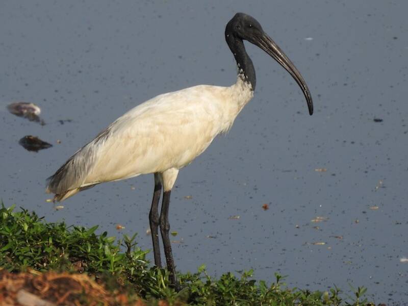 Black-headed Ibis, Photos 2