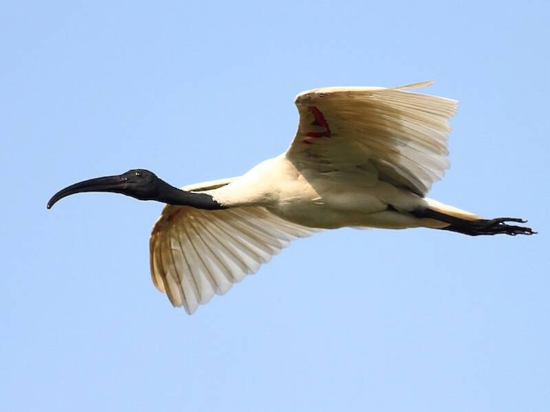 Black-headed Ibis
