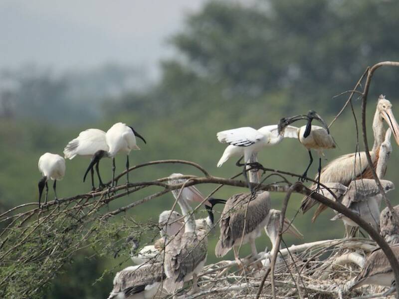Black-headed Ibis, Photos 3