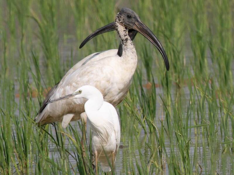 Black-headed Ibis, Photos 4