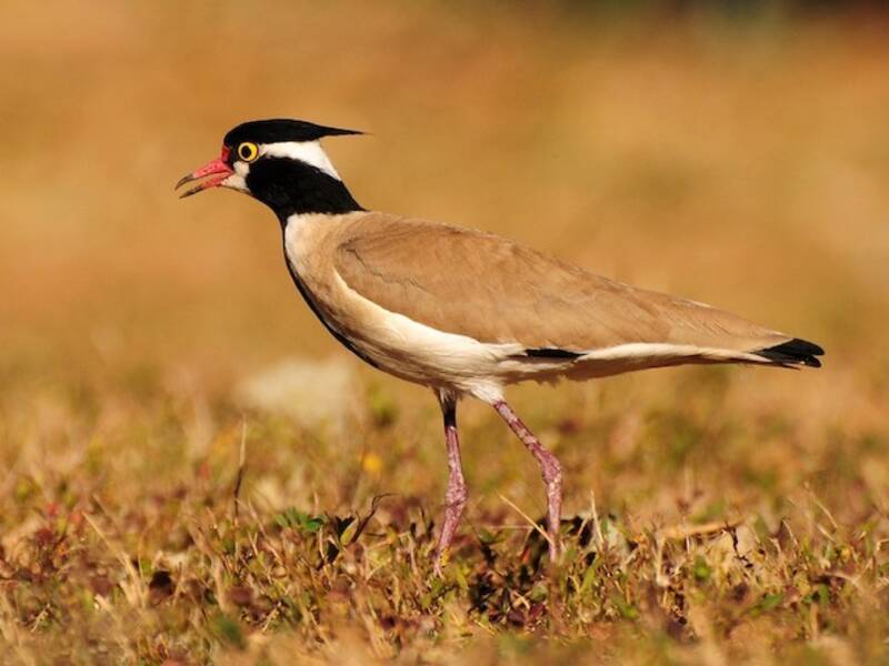 Pavoncella testanera