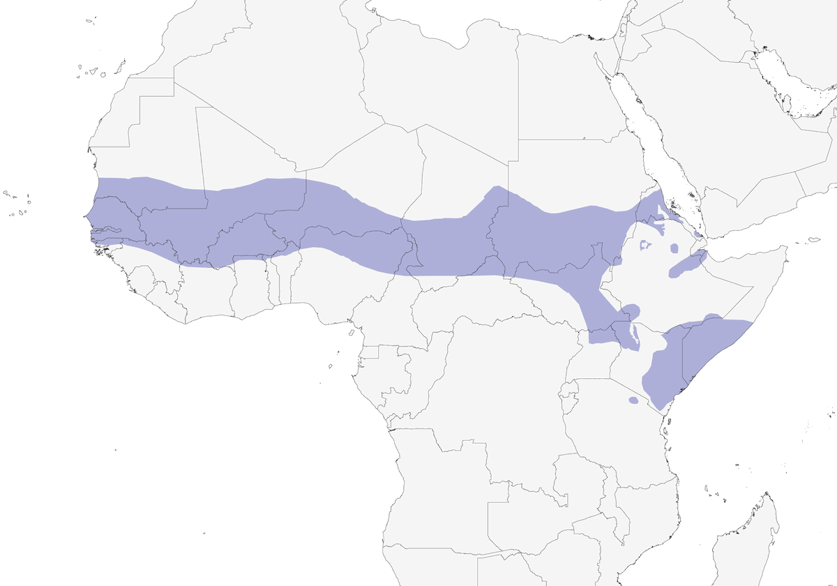 Pavoncella testanera, Distribuzione 1