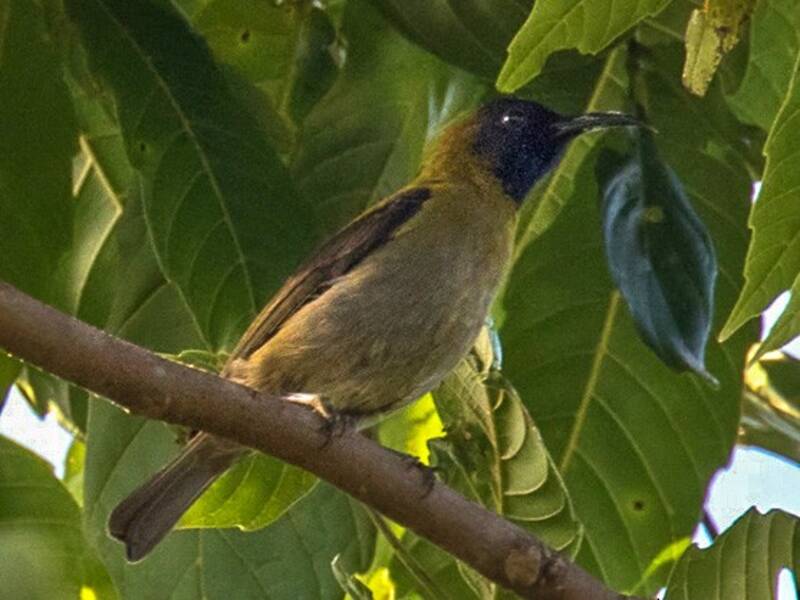Black-headed Myzomela