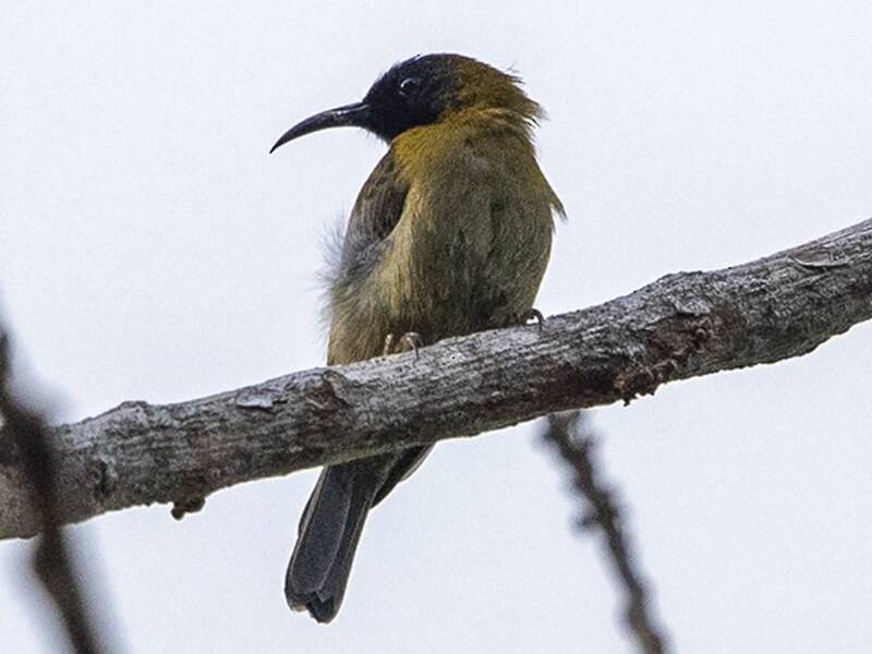 Black-headed Myzomela, 照片 2