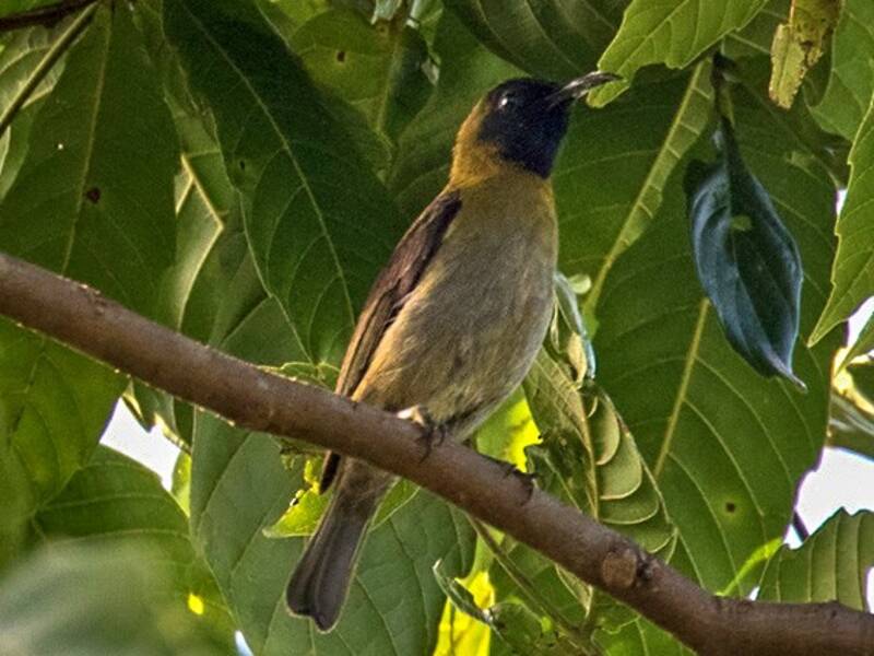 Black-headed Myzomela, 照片 3
