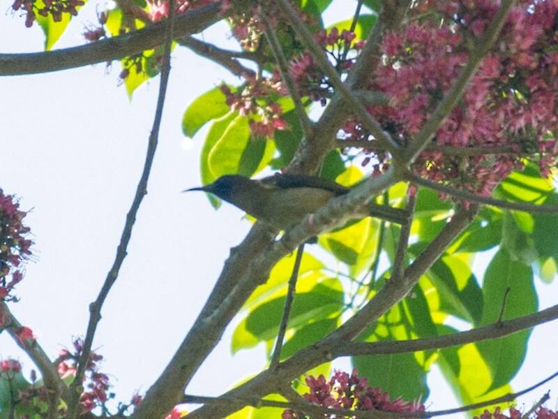 Black-headed Myzomela, 照片 4