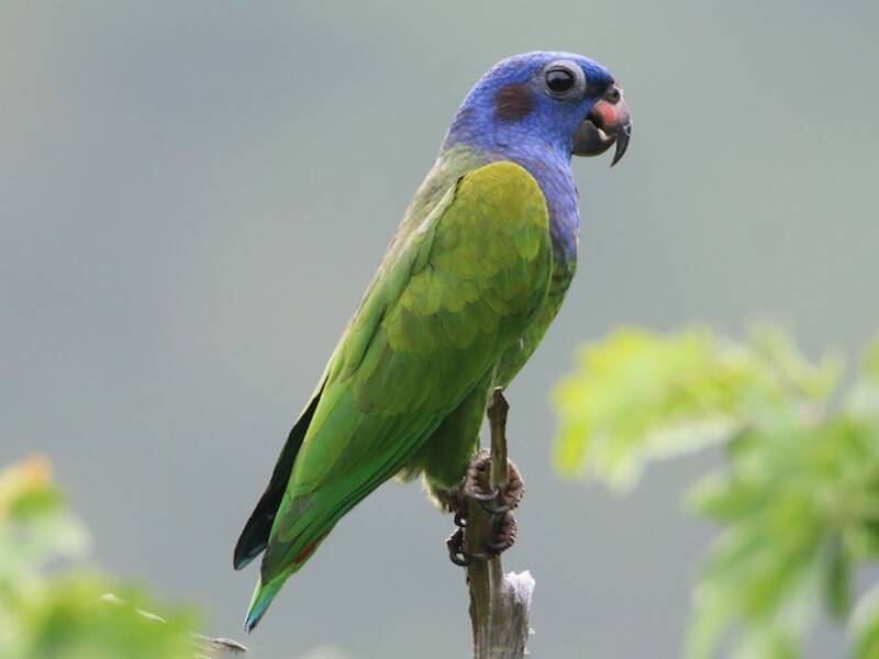 Pappagallo testa-blu, Foto 2