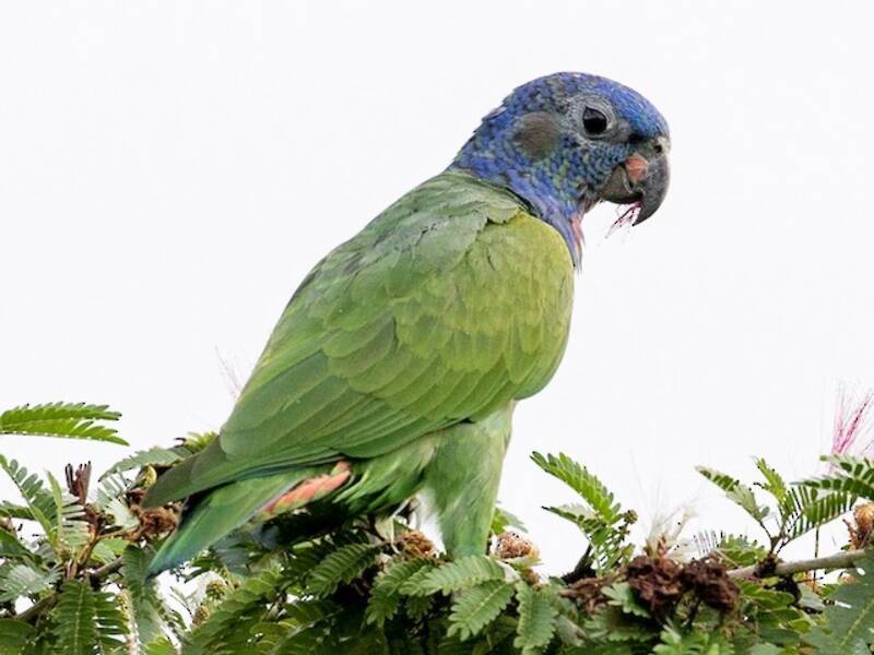 Pappagallo testa-blu, Foto 3