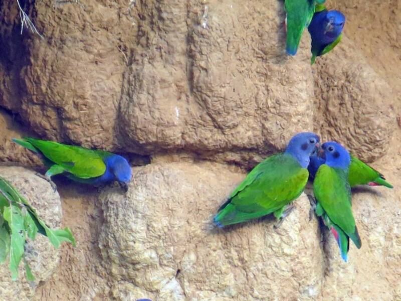 Pappagallo testa-blu, Foto 4