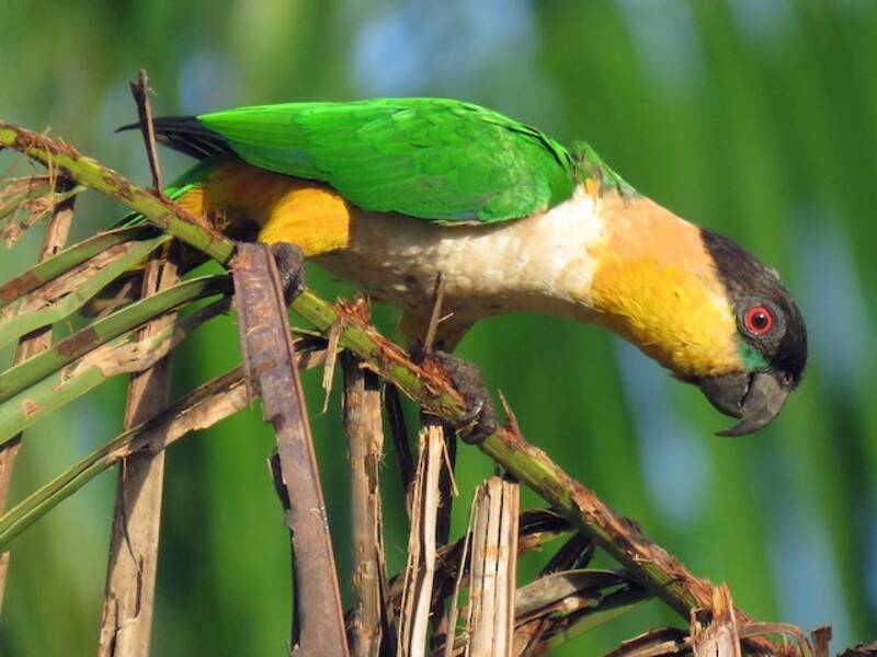 Black-headed Parrot, Photos 3