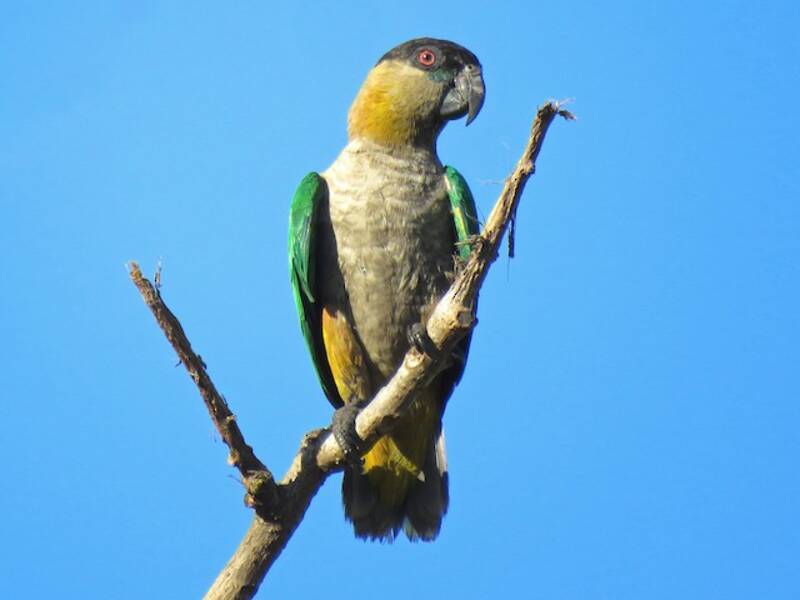 Black-headed Parrot, Photos 4