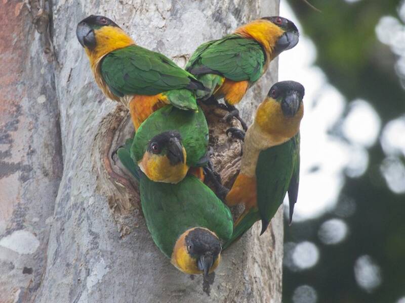 Black-headed Parrot
