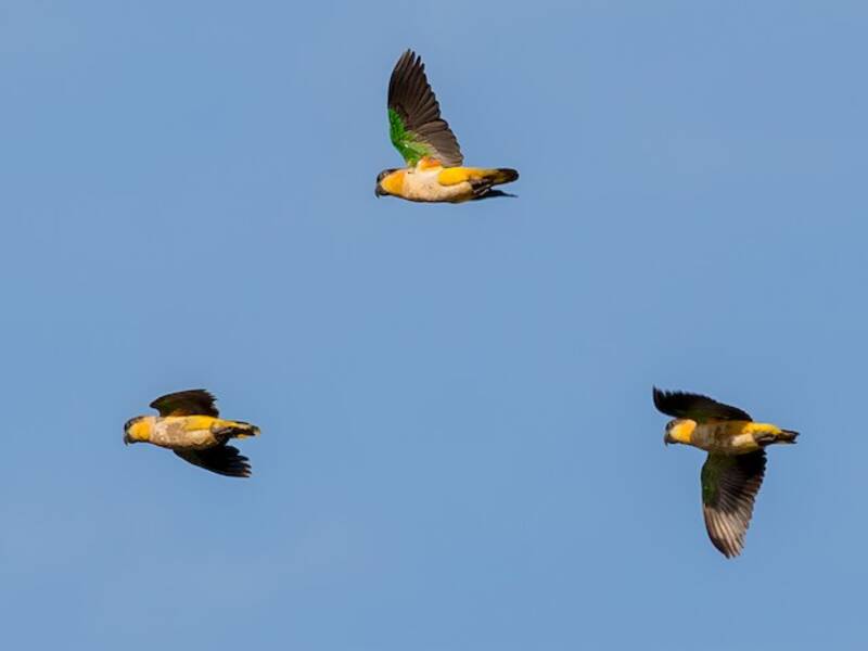 Black-headed Parrot, Photos 2
