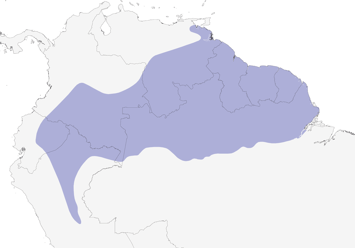 Black-headed Parrot, Distribution 1