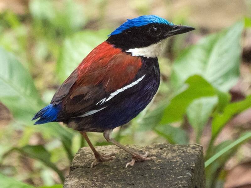 Pitta testa azzurra, Foto 3