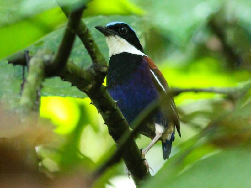 Pitta testa azzurra