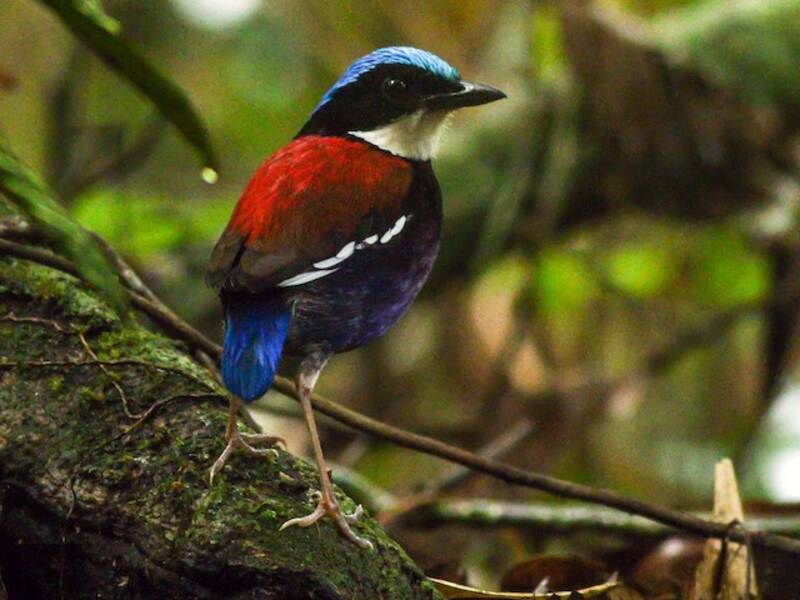 Pitta testa azzurra, Foto 2