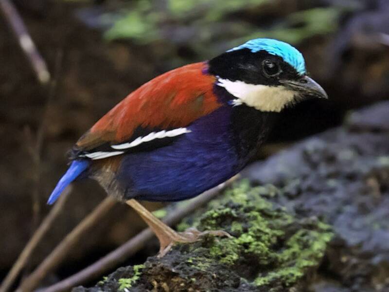 Pitta testa azzurra, Foto 4