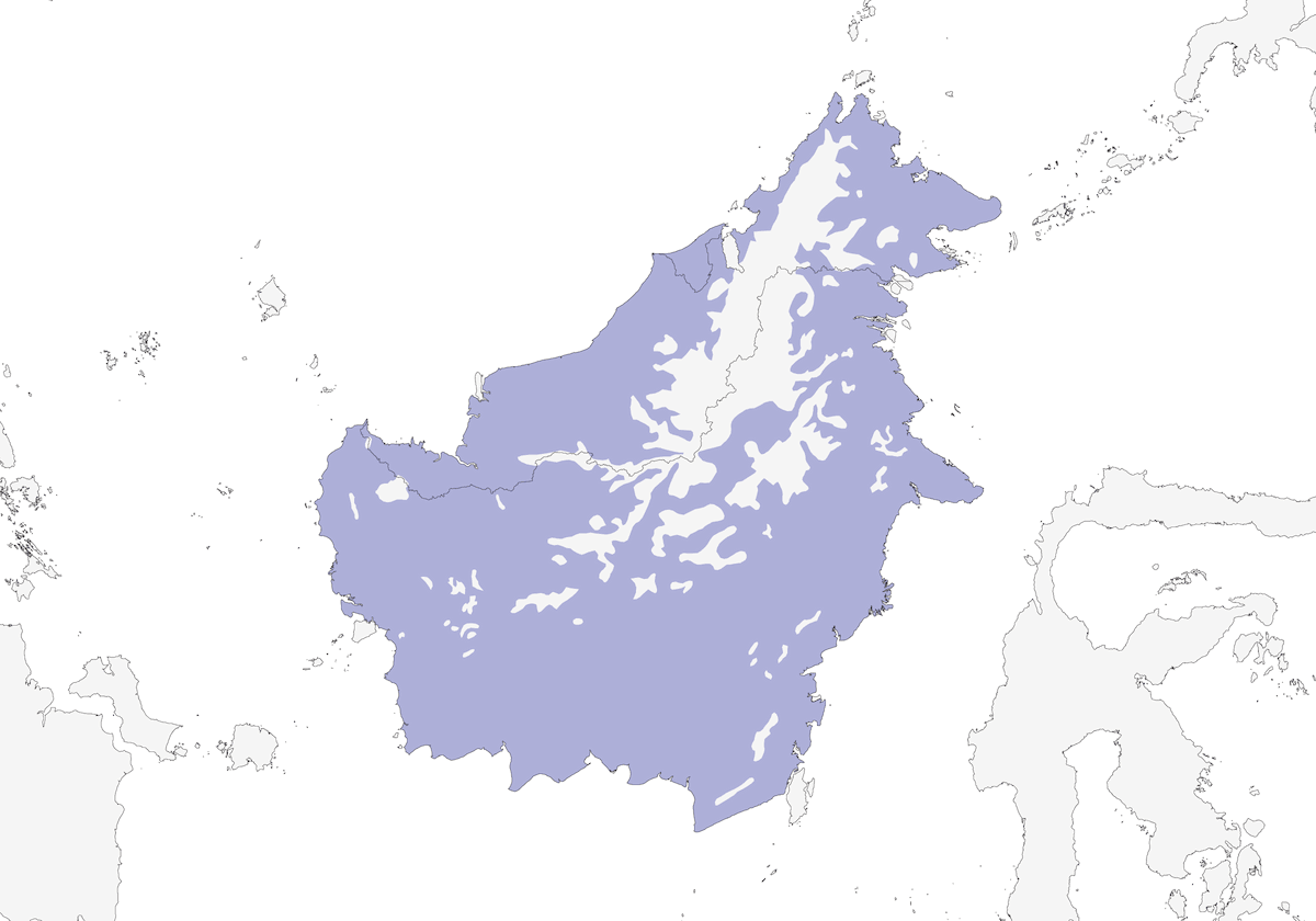 Pitta testa azzurra, Distribuzione 1