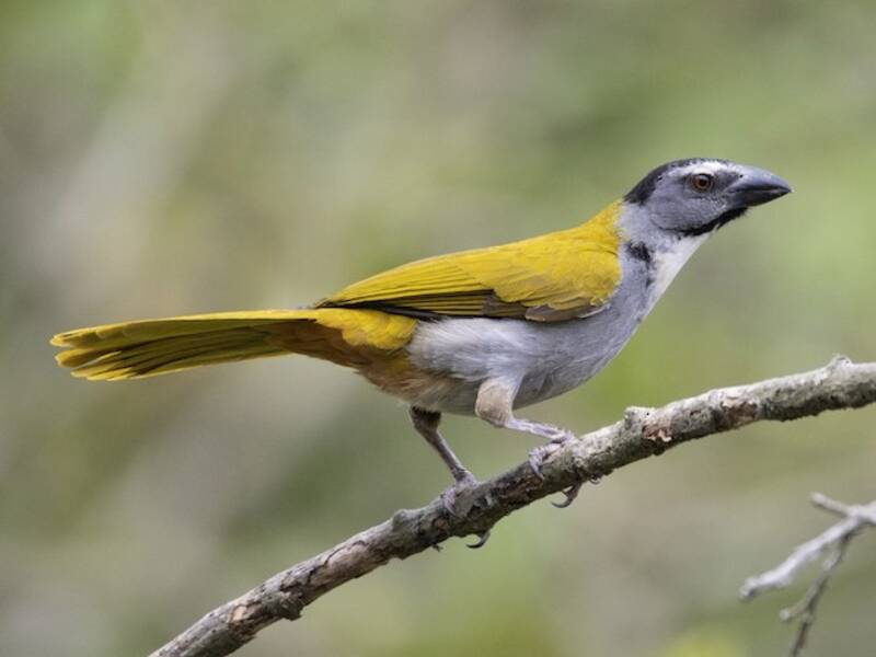 Black-headed Saltator