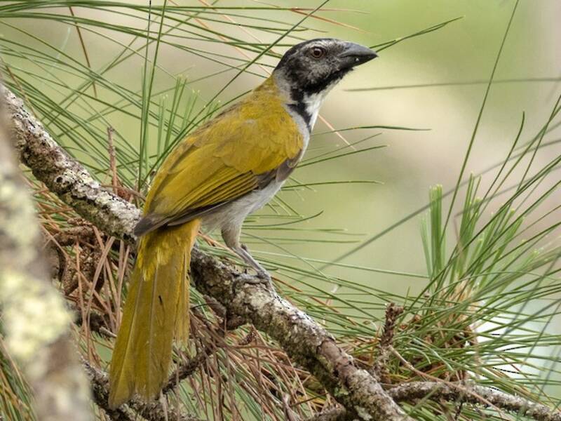Black-headed Saltator, 照片 2