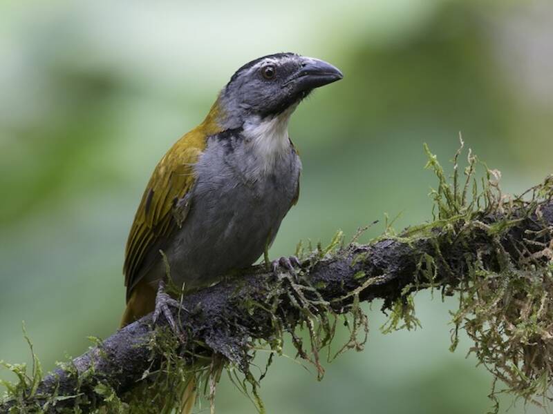 Black-headed Saltator, 照片 3
