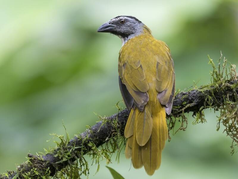 Black-headed Saltator, 照片 4