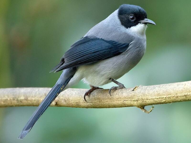 Black-headed Sibia